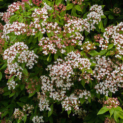 Boule de neige 'Gwenllian' - Bakker