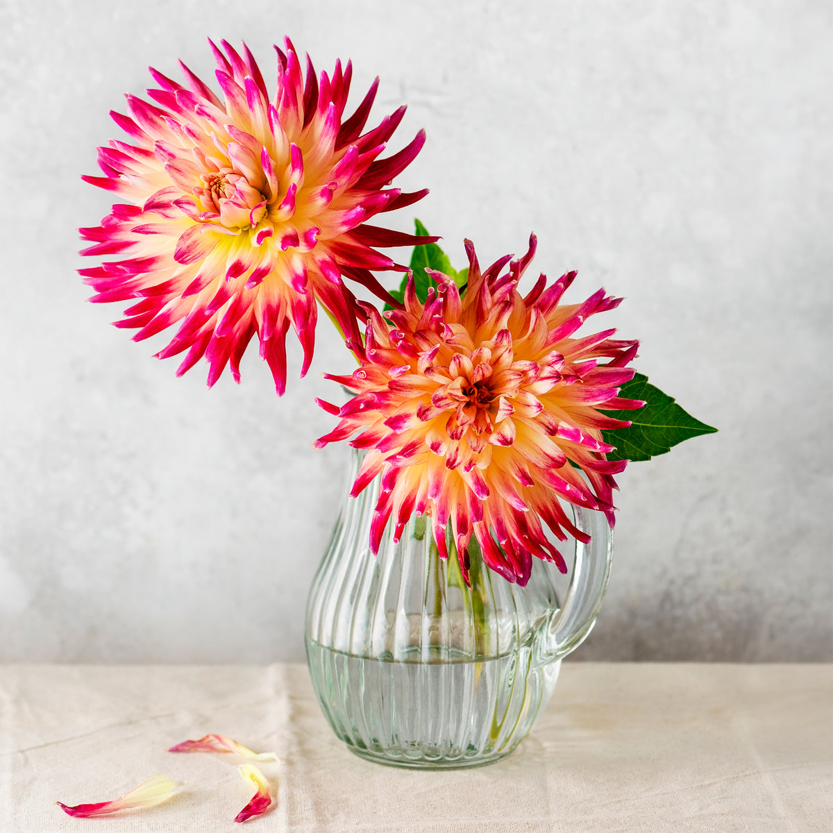 3 Dahlias cactus Tahiti Sunrise - Dahlia 'tahiti sunrise' - Bakker