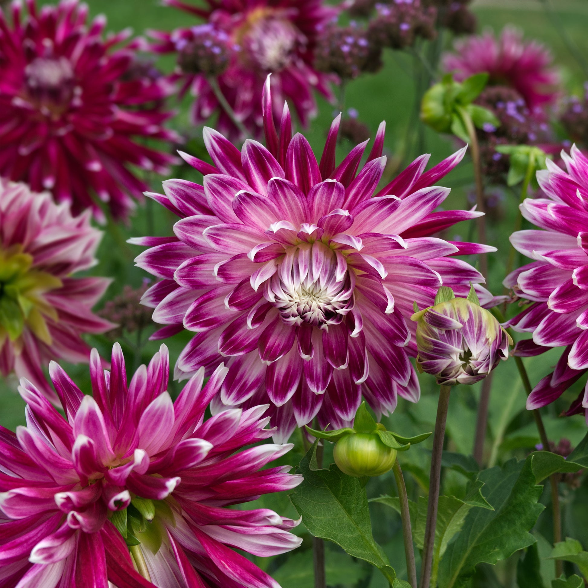 3 Dahlias à grandes fleurs Vancouver - Dahlia 'vancouver' - Bakker