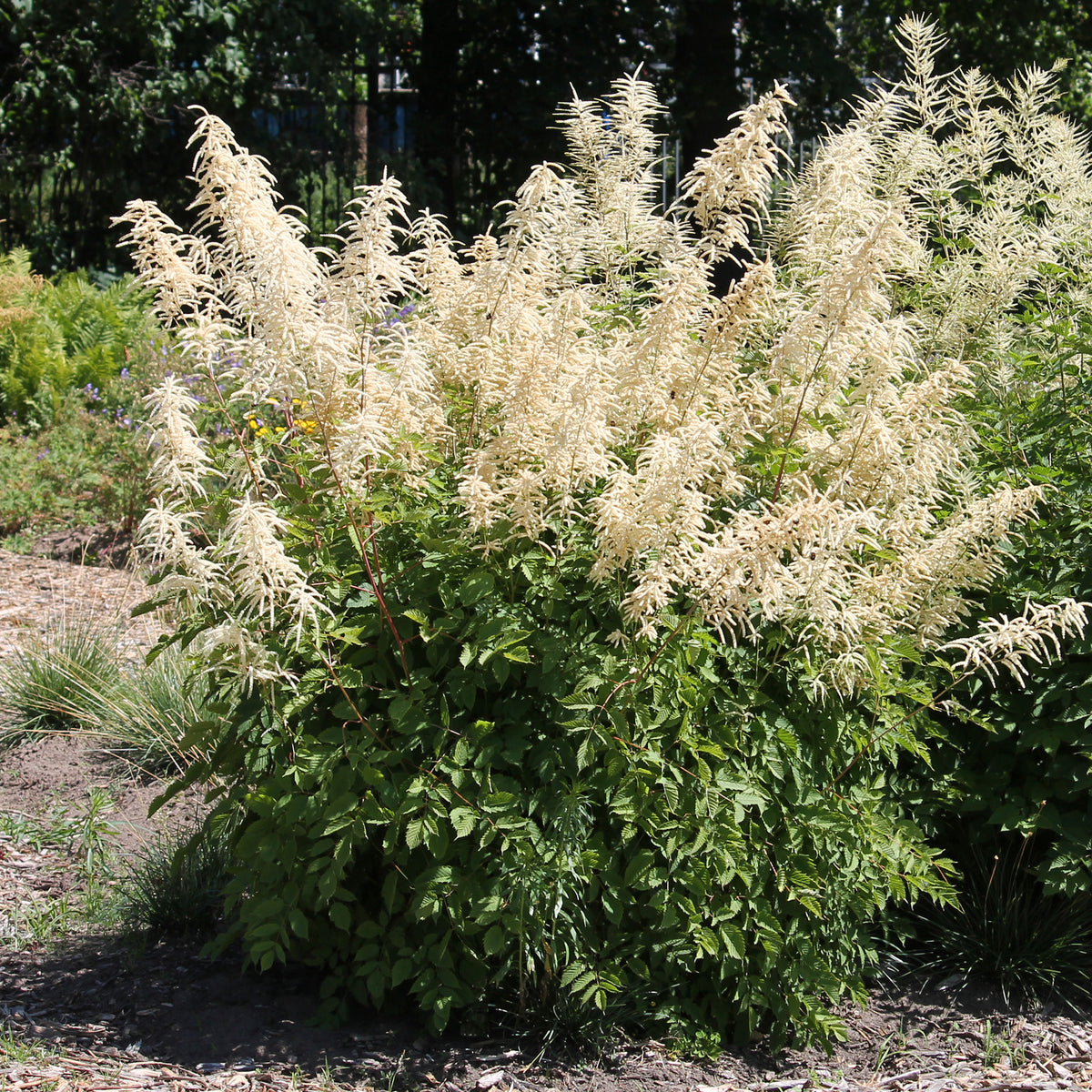 Vente Barbe de bouc dioïques - Aruncus dioicus