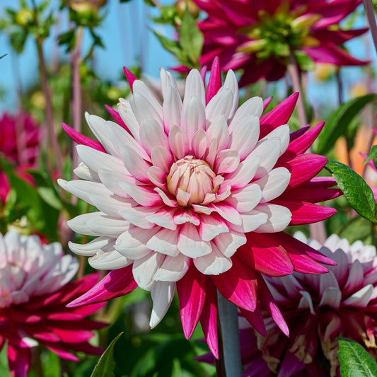 3 Dahlias Rebecca's World - Bakker