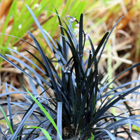 Ophiopogon noir Niger - Plantes couvre-sol - Bakker