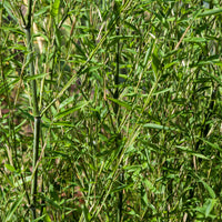 Bambou traçant à chaumes verts - Phyllostachys bissetii - Bakker