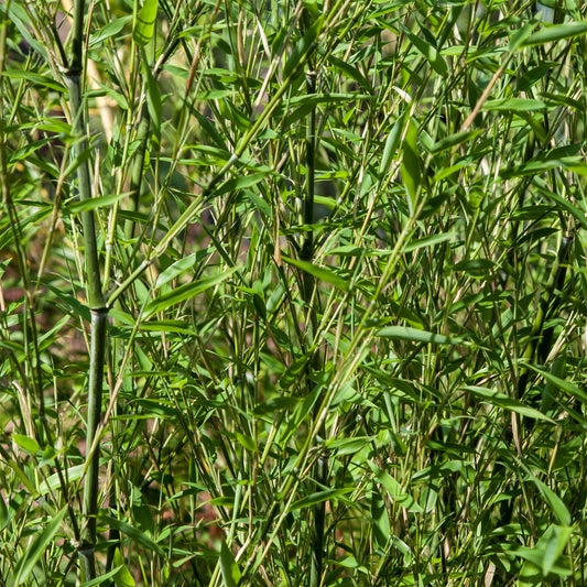 Bambou traçant à chaumes verts - Bakker