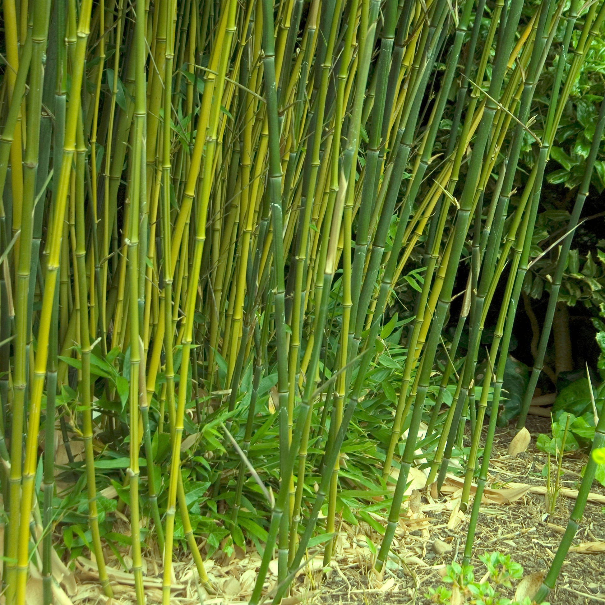 Bambou traçant à chaumes verts - Phyllostachys bissetii - Bakker
