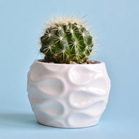 Coussin de belle-mère - Cactus Echinocactus grusonii - Bakker