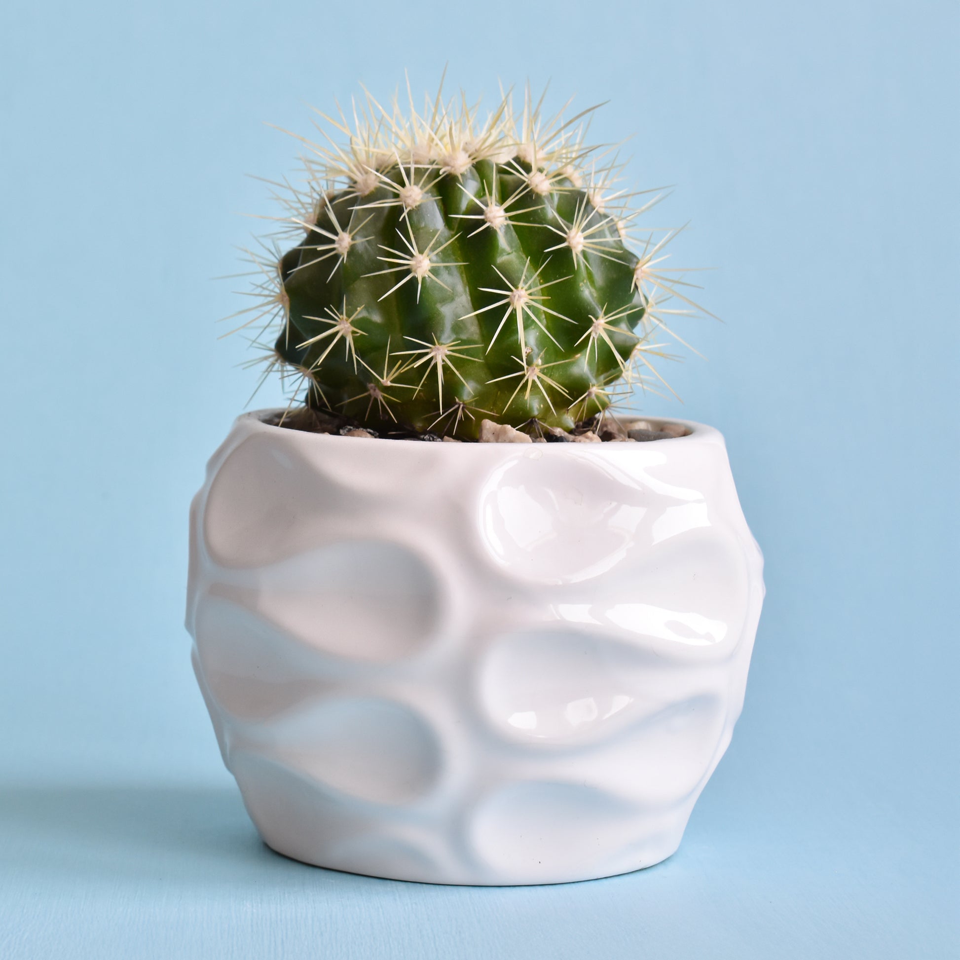 Coussin de belle-mère - Cactus Echinocactus grusonii - Bakker