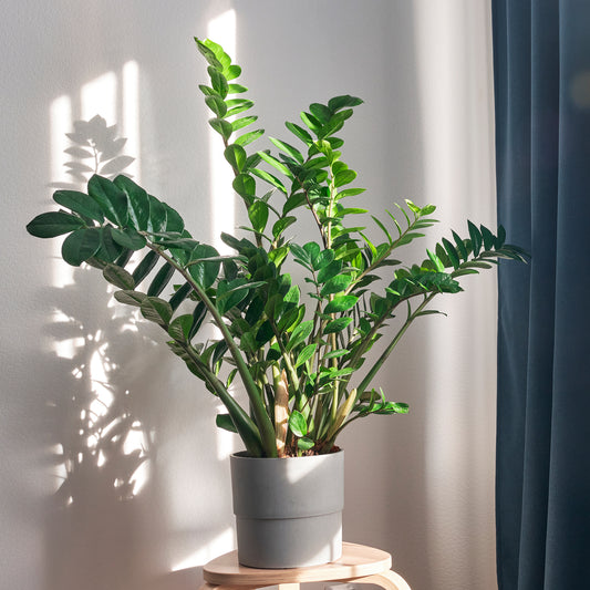 Zamioculcas - Bakker