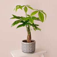 Pachira aquatica - Pachira aquatica - Bakker