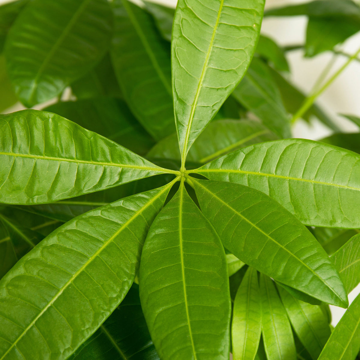 Pachira aquatica - Arbre à argent Pachira aquatica tige tressé - Plantes vertes d'intérieur