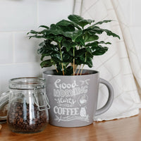 Coffea arabica - Caféier - Plantes vertes d'intérieur