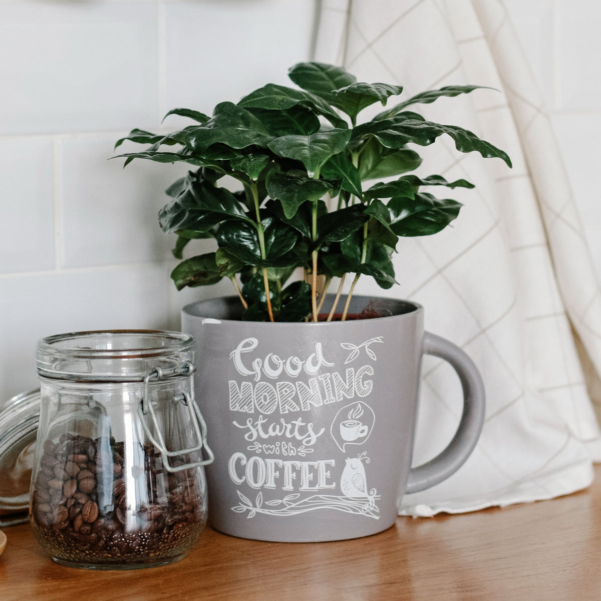 Coffea arabica - Caféier - Plantes vertes d'intérieur