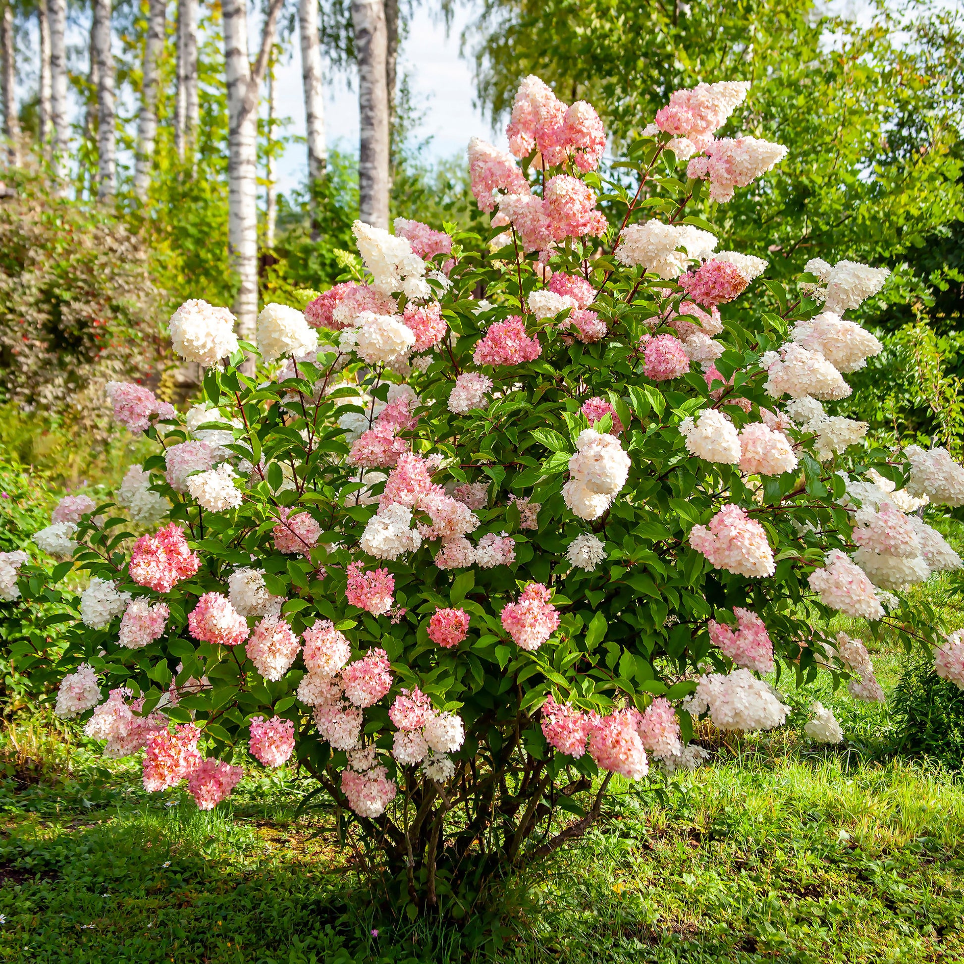 Vente Hortensia paniculé 'Vanille Fraise' - Hydrangea paniculata Vanille Fraise ® Renhy