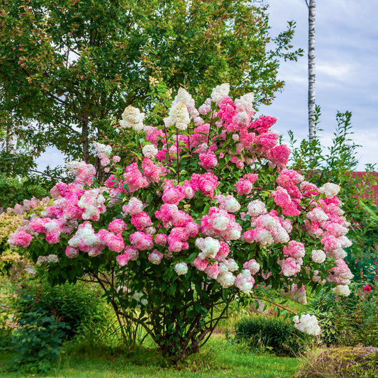 Hydrangea paniculata Vanille Fraise ® Renhy - Hortensia paniculé 'Vanille Fraise' - Hortensia paniculata