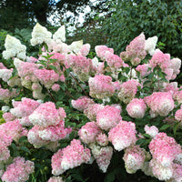 Hydrangea paniculata Vanille Fraise ® Renhy - Hortensia paniculé 'Vanille Fraise' - Hortensia paniculata