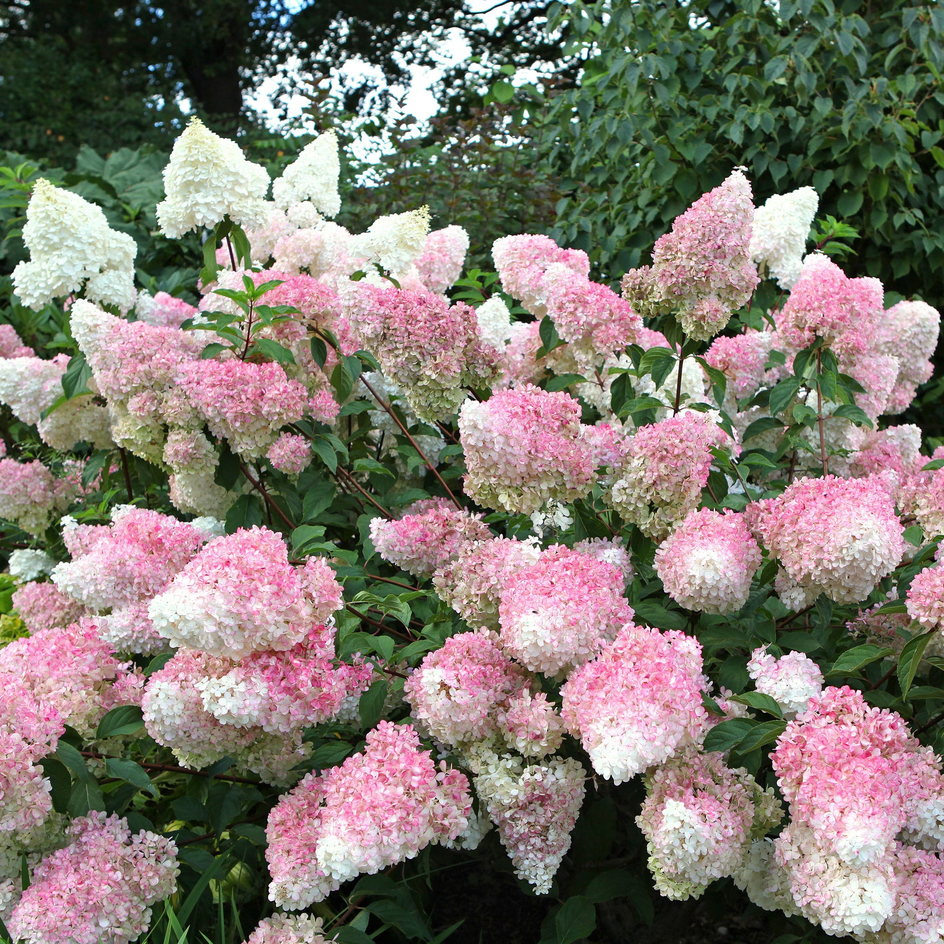 Hydrangea paniculata Vanille Fraise ® Renhy - Hortensia paniculé 'Vanille Fraise' - Hortensia paniculata