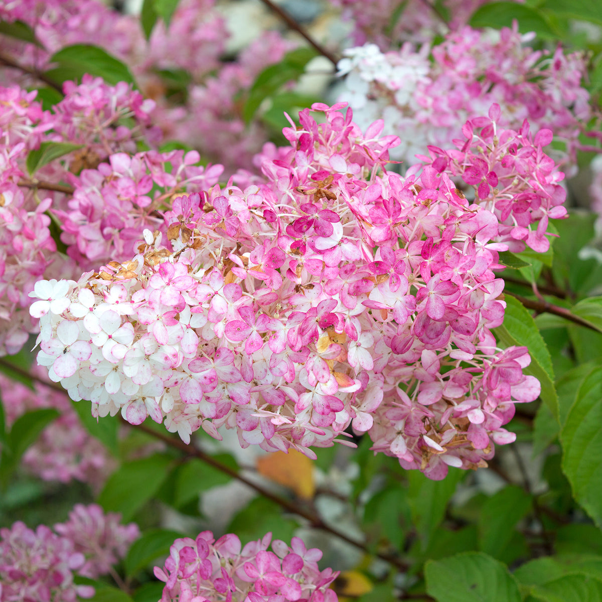 Hortensia paniculé 'Vanille Fraise'