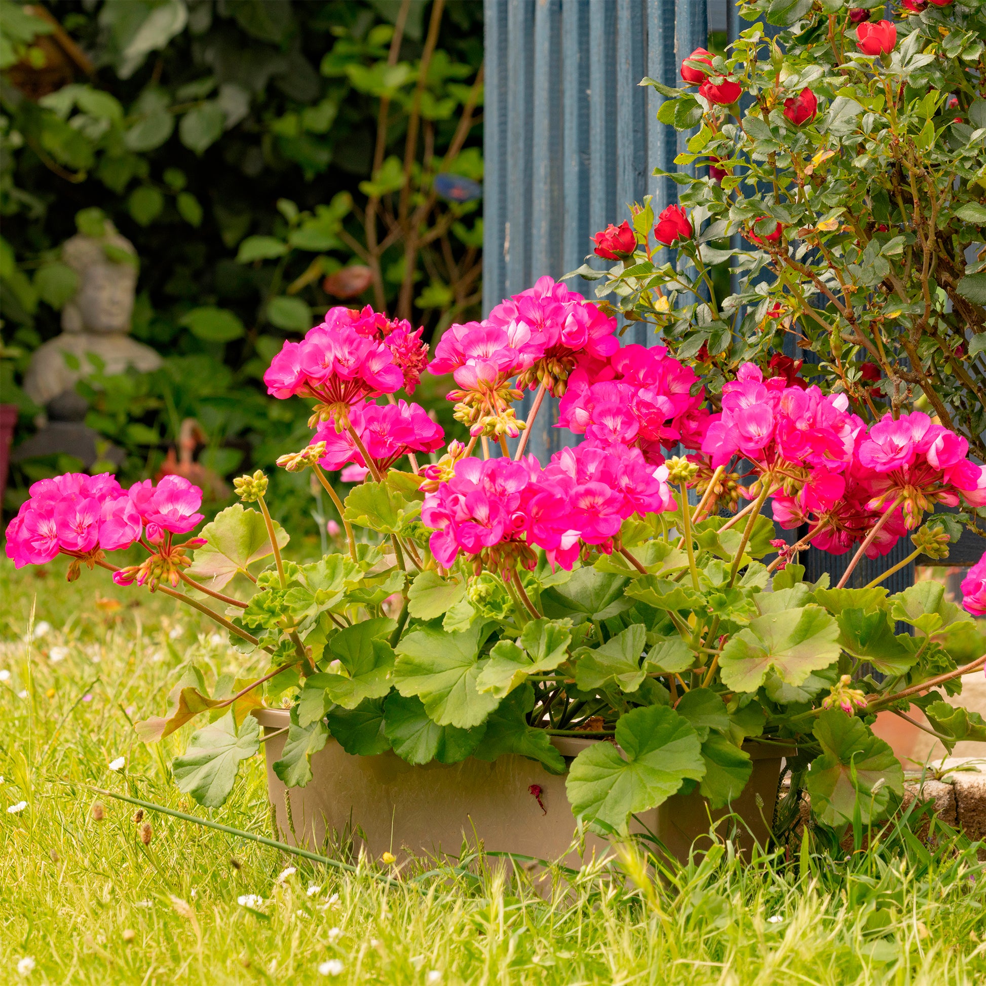 Géranium zonale rose - Pelargonium zonale - Bakker