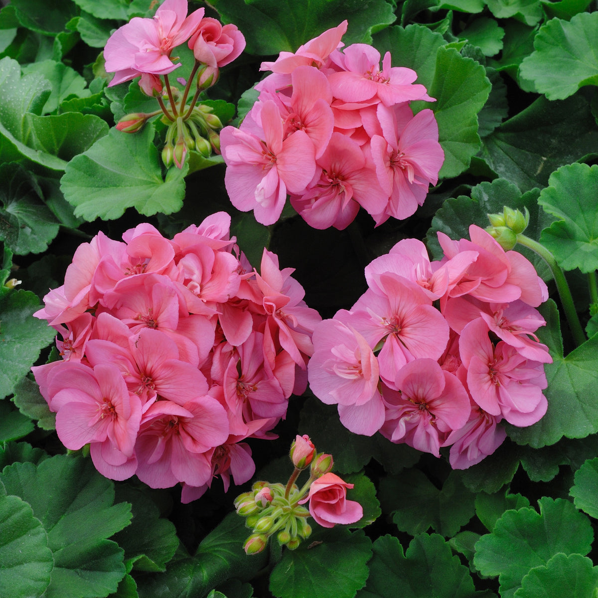 Géranium zonale rose - Pelargonium zonale - Bakker