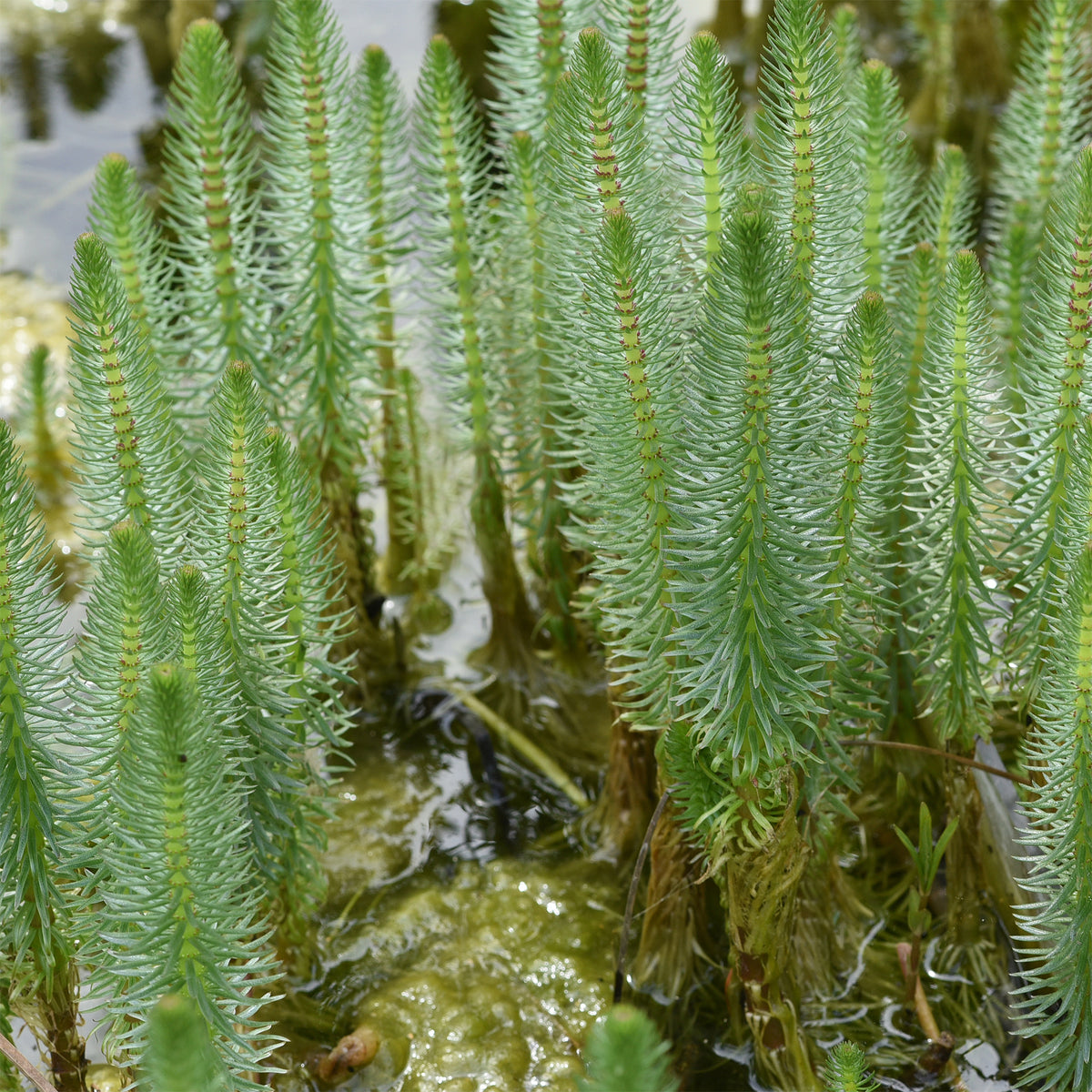 Hippuris vulgaris - Pesse d'eau - Toutes les plantes de bassin