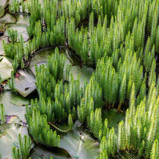 Pesse d'eau - Bakker