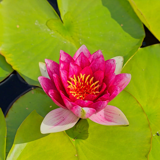 Nénuphar Attraction - Bakker