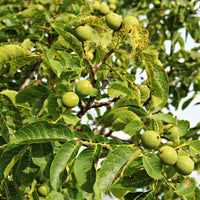 Noyer - Noyer Commun - Juglans regia