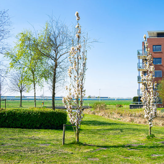 Cerisier du Japon 'Amanogawa' - Bakker