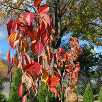 Prunus serrulata amanogawa - Cerisier du Japon 'Amanogawa' - Cerisiers du Japon