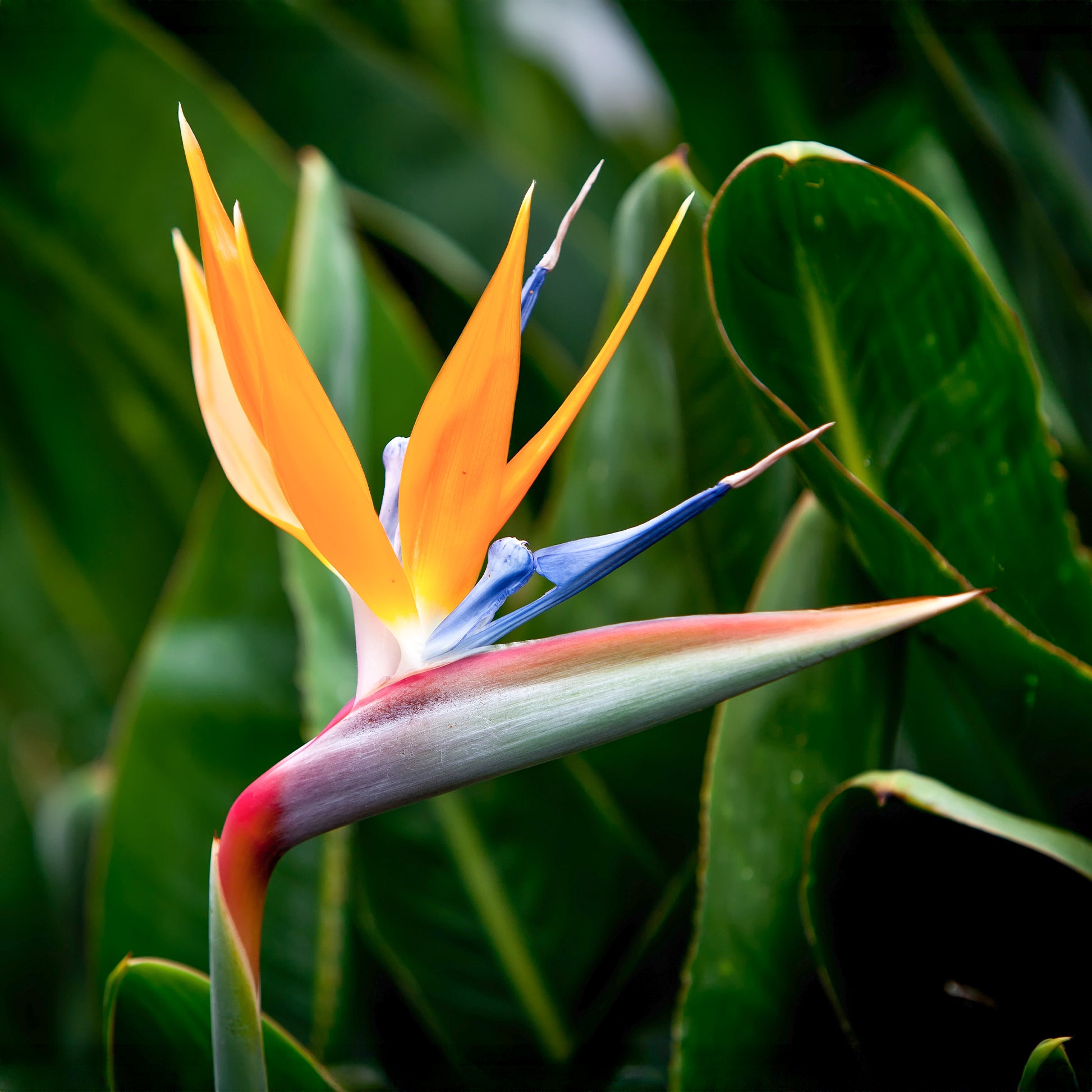 Oiseau du paradis nain - Strelitzia - Bakker
