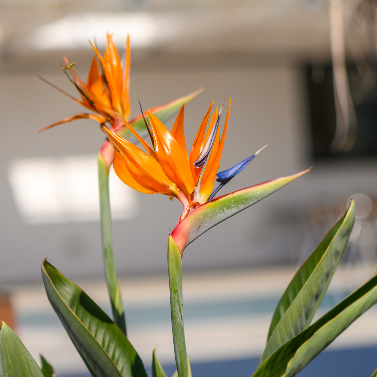 Oiseau du paradis nain - Strelitzia reginae humilis - Bakker
