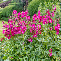 Sidalcées Party Girl - Bakker