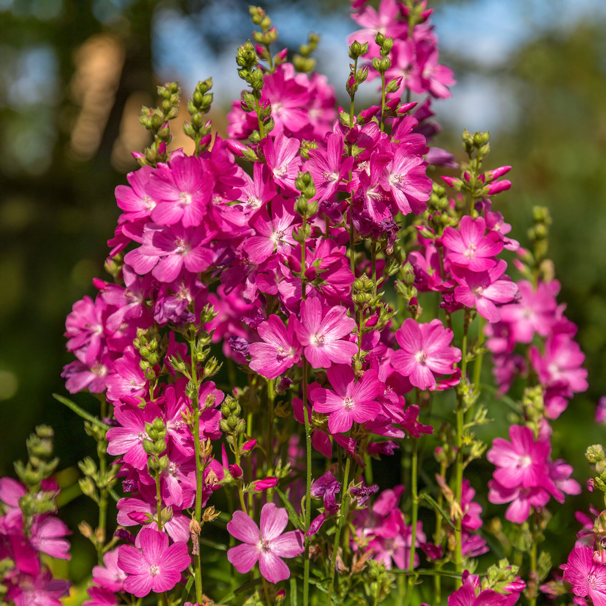 Sidalcées Party Girl - Sidalcea oregana Party Girl - Bakker