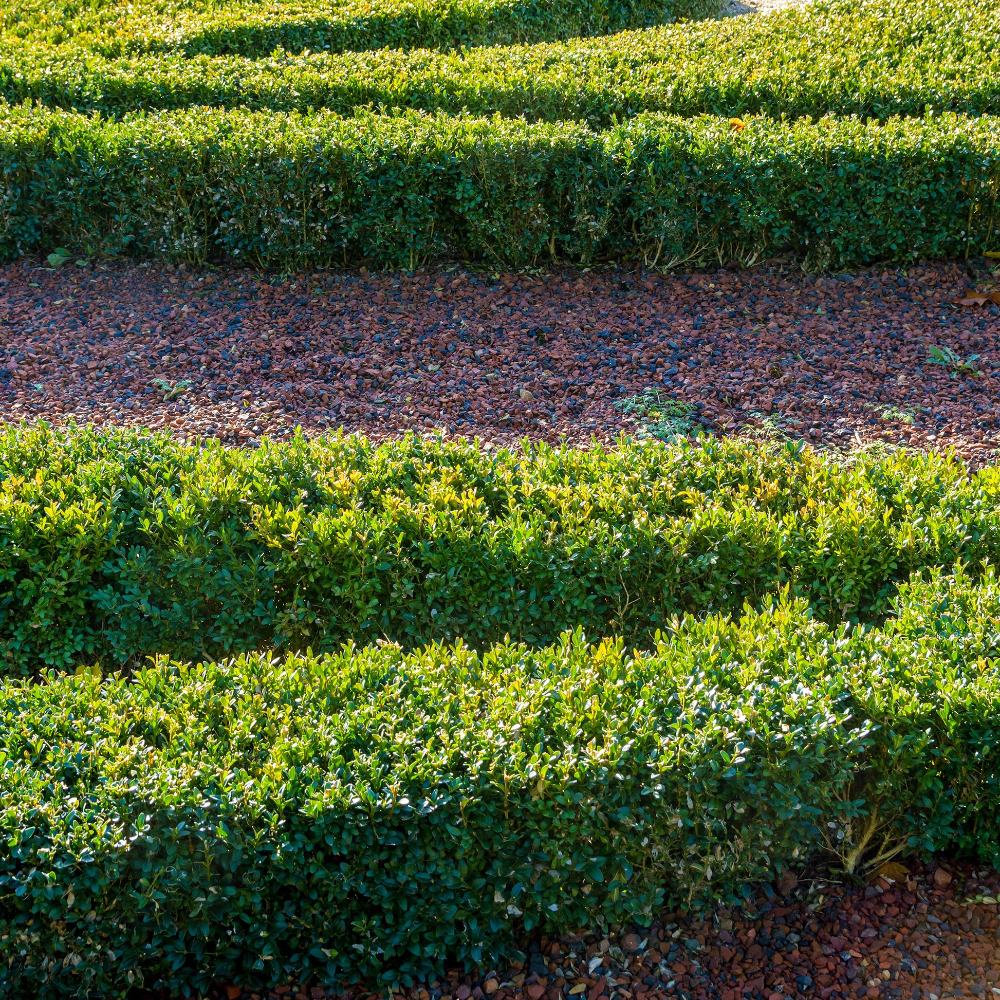Vente Buxus sempervirens - Buis commun
