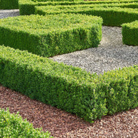 Buis commun - Bakker