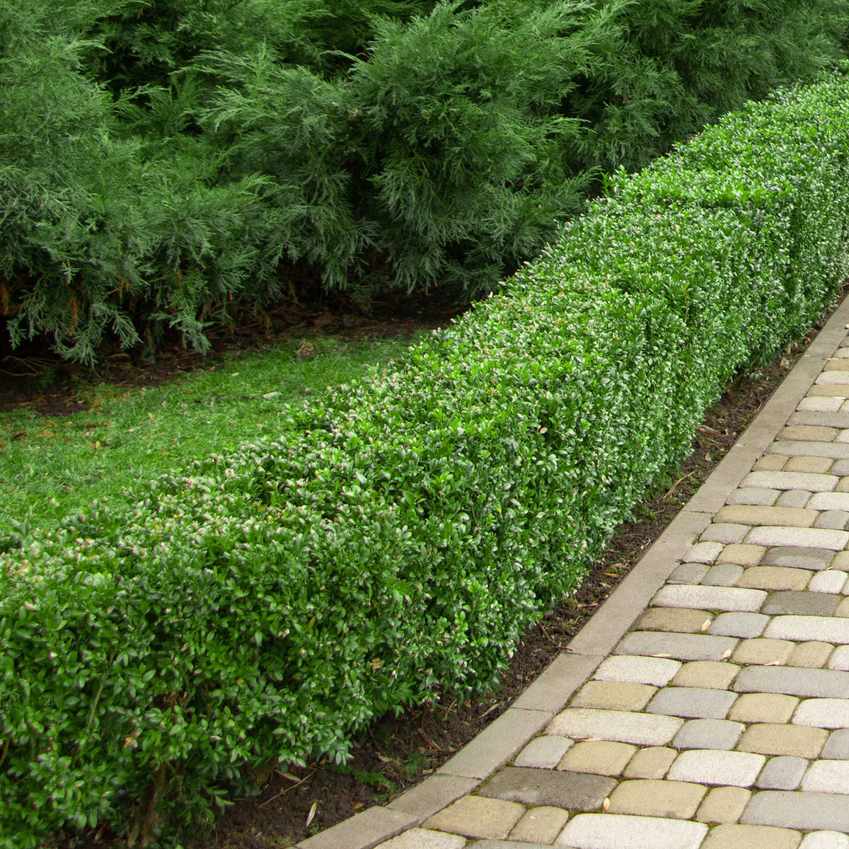 Vente Buis commun - Buxus sempervirens