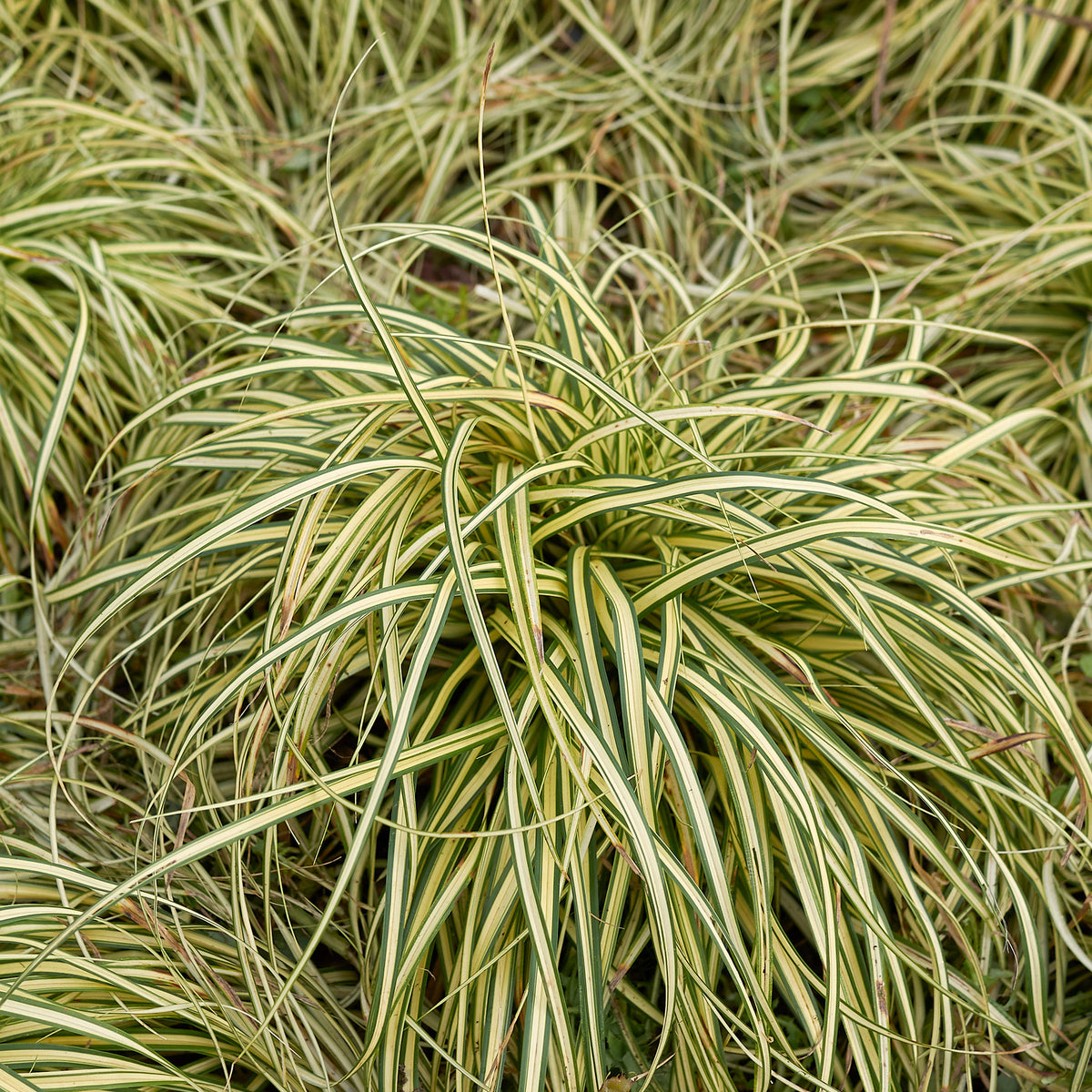 Laîche d'Oshima 'Evergold' - Carex - Bakker