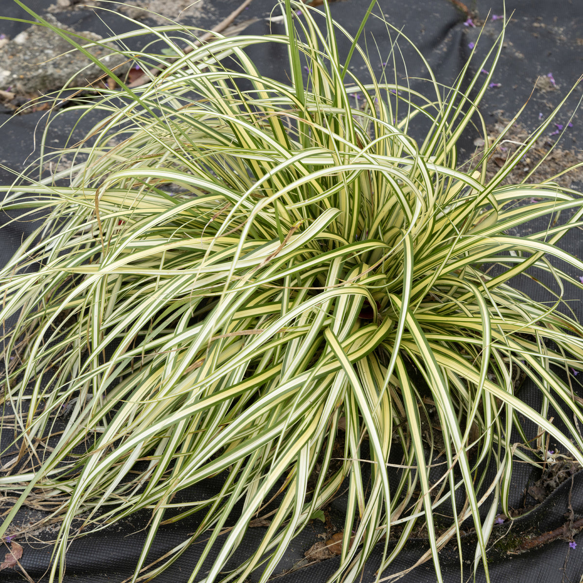 Laîche d'Oshima 'Evergold' - Bakker
