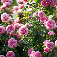 Vente Rosier à fleurs groupées 'Leonard de Vinci'