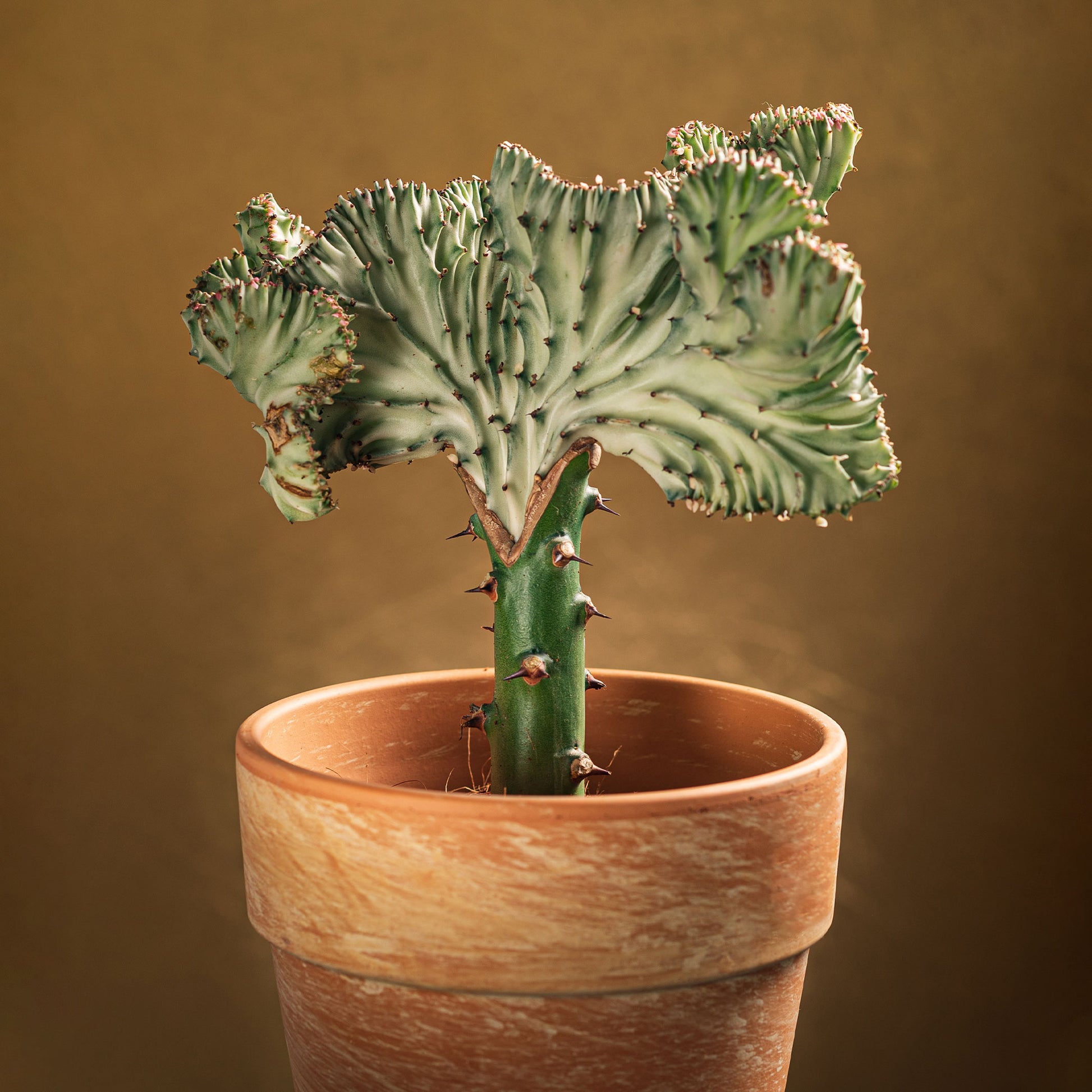 Euphorbe Euphorbia 'Cristata' - Bakker