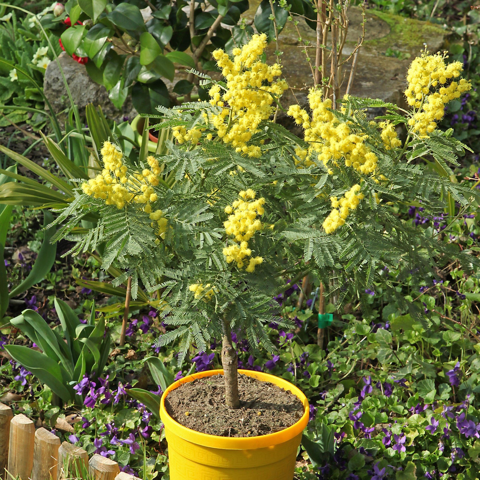 Mimosa d'hiver | Bakker.com