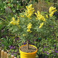 Mimosa d'hiver