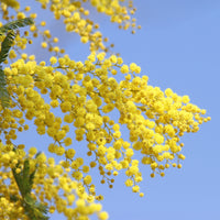 Mimosa d'hiver - Acacia dealbata - Bakker