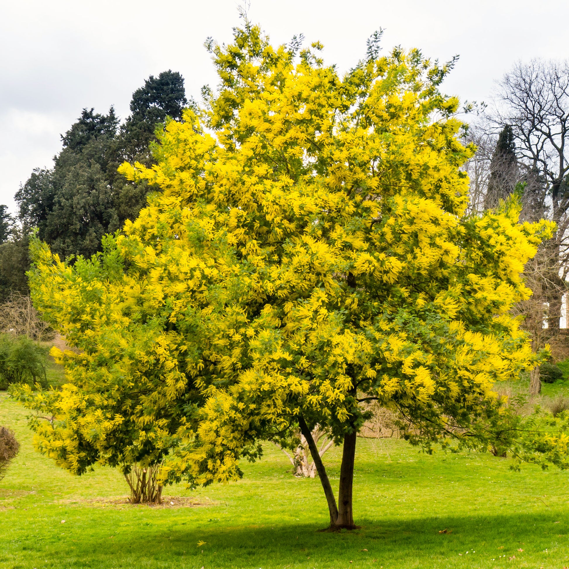 Acacia dealbata - Mimosa d'hiver - Plantes de terrasses et balcons pour pot et balconière
