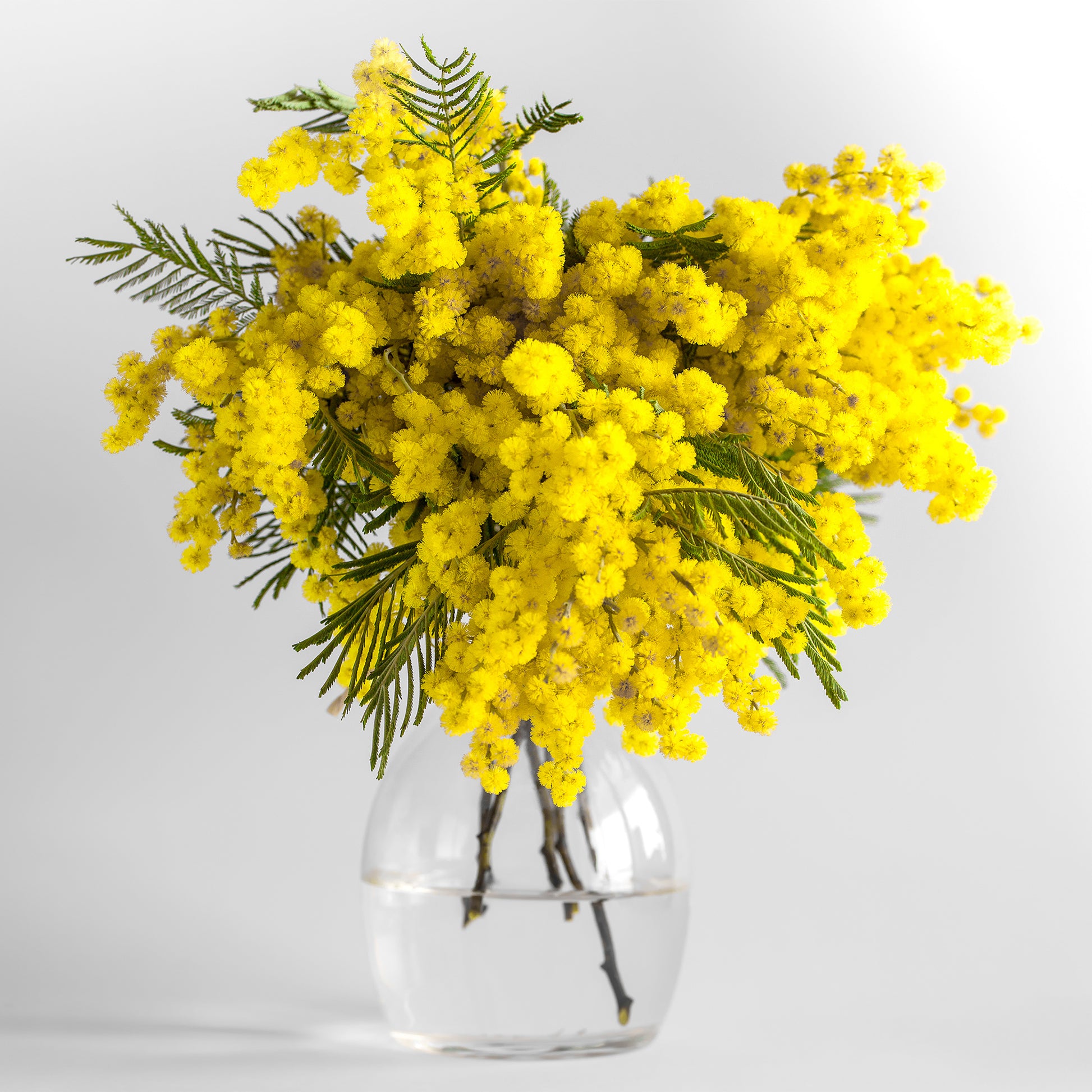 Vente Mimosa d'hiver - Plantes de terrasses et balcons pour pot et balconière