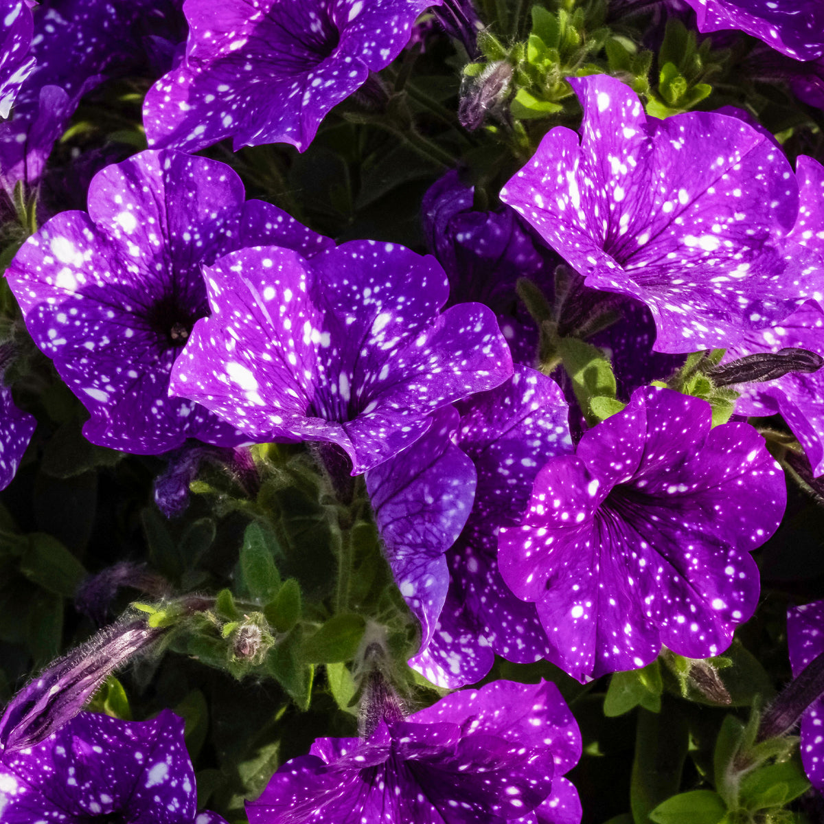 3 Pétunias mouchetés Nuit étoilée - Petunia Nightsky - Bakker