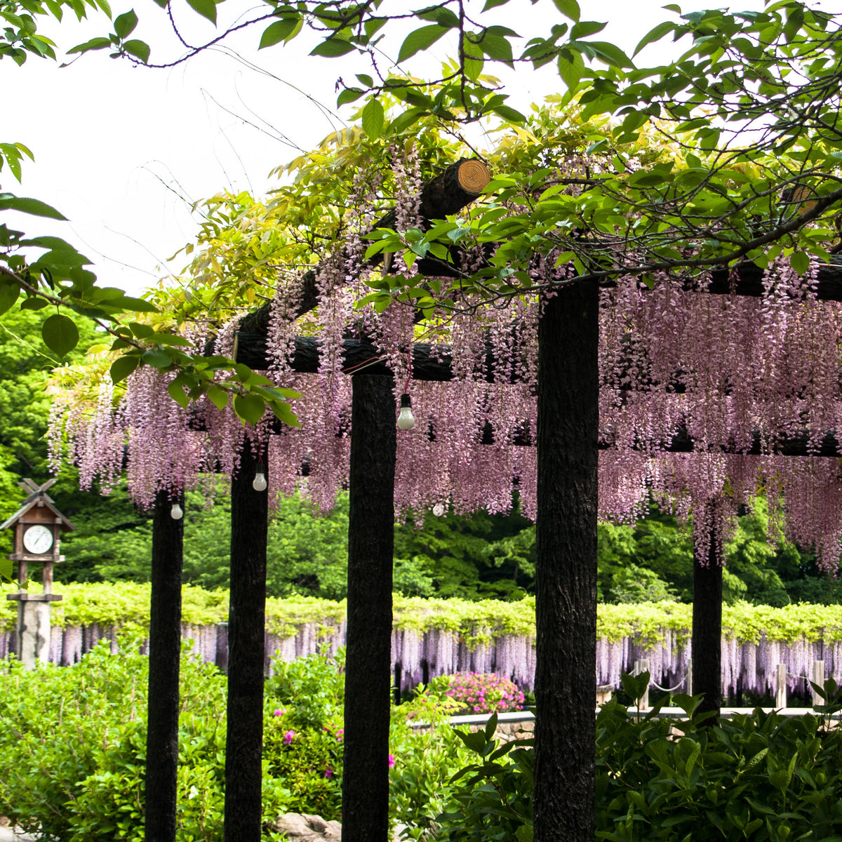 Glycine rose - Bakker