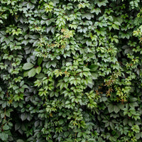Vente Vigne vierge d'Engelmann - Parthenocissus quinquefolia 'engelmannii'
