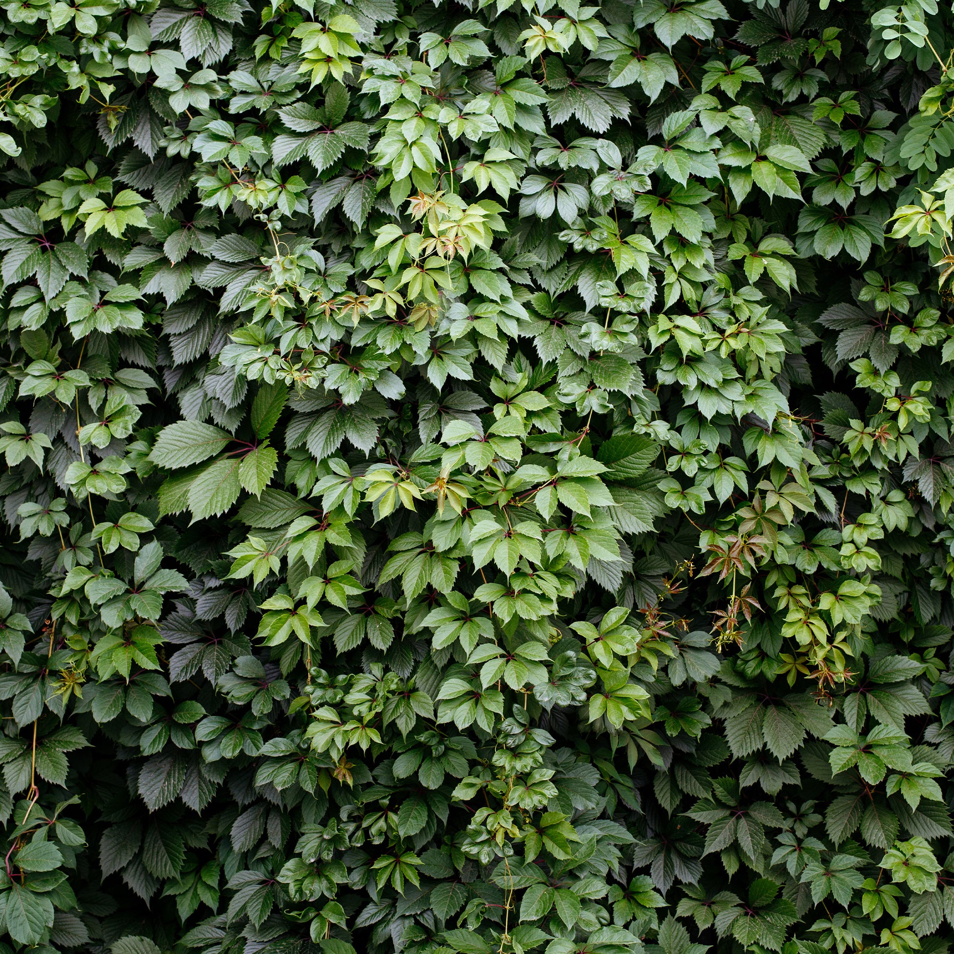 Vente Vigne vierge d'Engelmann - Parthenocissus quinquefolia 'engelmannii'