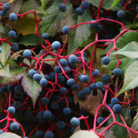 Vente Vigne vierge d'Engelmann
